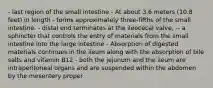 - last region of the small intestine - At about 3.6 meters (10.8 feet) in length - forms approximately three-fifths of the small intestine. - distal end terminates at the ileocecal valve, -- a sphincter that controls the entry of materials from the small intestine into the large intestine - Absorption of digested materials continues in the ileum along with the absorption of bile salts and vitamin B12 - both the jejunum and the ileum are intraperitoneal organs and are suspended within the abdomen by the mesentery proper