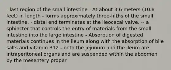 - last region of <a href='https://www.questionai.com/knowledge/kt623fh5xn-the-small-intestine' class='anchor-knowledge'>the small intestine</a> - At about 3.6 meters (10.8 feet) in length - forms approximately three-fifths of the small intestine. - distal end terminates at the ileocecal valve, -- a sphincter that controls the entry of materials from the small intestine into the <a href='https://www.questionai.com/knowledge/kGQjby07OK-large-intestine' class='anchor-knowledge'>large intestine</a> - Absorption of digested materials continues in the ileum along with the absorption of bile salts and vitamin B12 - both the jejunum and the ileum are intraperitoneal organs and are suspended within the abdomen by the mesentery proper