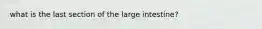 what is the last section of the large intestine?