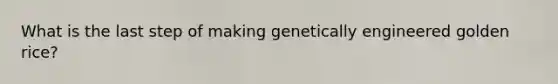 What is the last step of making genetically engineered golden rice?