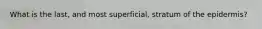 What is the last, and most superficial, stratum of the epidermis?