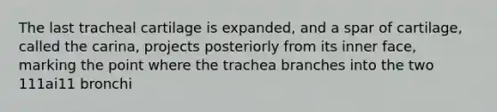 The last tracheal cartilage is expanded, and a spar of cartilage, called the carina, projects posteriorly from its inner face, marking the point where the trachea branches into the two 111ai11 bronchi