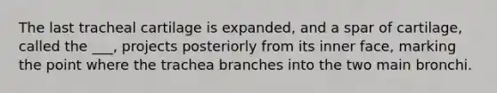 The last tracheal cartilage is expanded, and a spar of cartilage, called the ___, projects posteriorly from its inner face, marking the point where the trachea branches into the two main bronchi.