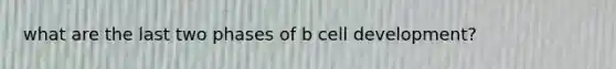 what are the last two phases of b cell development?