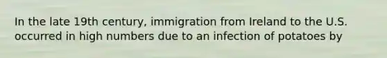 In the late 19th century, immigration from Ireland to the U.S. occurred in high numbers due to an infection of potatoes by