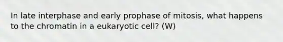 In late interphase and early prophase of mitosis, what happens to the chromatin in a eukaryotic cell? (W)