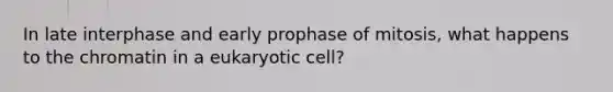 In late interphase and early prophase of mitosis, what happens to the chromatin in a eukaryotic cell?