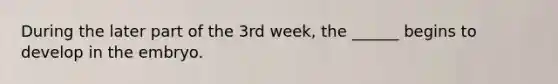 During the later part of the 3rd week, the ______ begins to develop in the embryo.