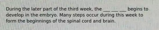 During the later part of the third week, the ___ ___ ___ begins to develop in the embryo. Many steps occur during this week to form the beginnings of <a href='https://www.questionai.com/knowledge/kkAfzcJHuZ-the-spinal-cord' class='anchor-knowledge'>the spinal cord</a> and brain.