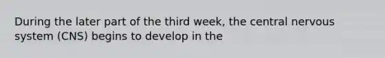 During the later part of the third week, the central <a href='https://www.questionai.com/knowledge/kThdVqrsqy-nervous-system' class='anchor-knowledge'>nervous system</a> (CNS) begins to develop in the