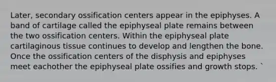 Later, secondary ossification centers appear in the epiphyses. A band of cartilage called the epiphyseal plate remains between the two ossification centers. Within the epiphyseal plate cartilaginous tissue continues to develop and lengthen the bone. Once the ossification centers of the disphysis and epiphyses meet eachother the epiphyseal plate ossifies and growth stops. `