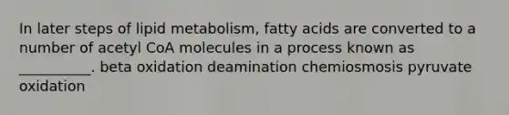 In later steps of lipid metabolism, fatty acids are converted to a number of acetyl CoA molecules in a process known as __________. beta oxidation deamination chemiosmosis pyruvate oxidation