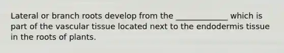 Lateral or branch roots develop from the _____________ which is part of the vascular tissue located next to the endodermis tissue in the roots of plants.