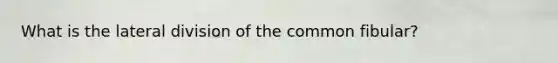 What is the lateral division of the common fibular?