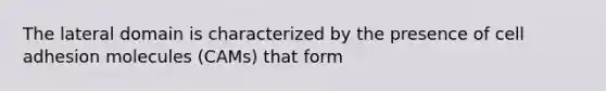 The lateral domain is characterized by the presence of cell adhesion molecules (CAMs) that form