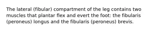 The lateral (fibular) compartment of the leg contains two muscles that plantar flex and evert the foot: the fibularis (peroneus) longus and the fibularis (peroneus) brevis.