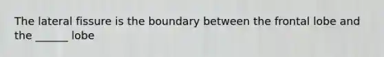 The lateral fissure is the boundary between the frontal lobe and the ______ lobe