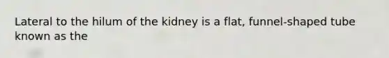 Lateral to the hilum of the kidney is a flat, funnel-shaped tube known as the