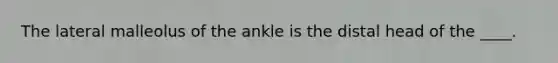 The lateral malleolus of the ankle is the distal head of the ____.