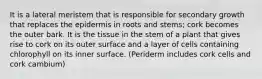 It is a lateral meristem that is responsible for secondary growth that replaces the epidermis in roots and stems; cork becomes the outer bark. It is the tissue in the stem of a plant that gives rise to cork on its outer surface and a layer of cells containing chlorophyll on its inner surface. (Periderm includes cork cells and cork cambium)