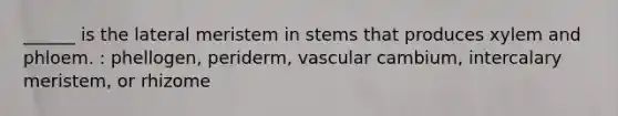 ______ is the lateral meristem in stems that produces xylem and phloem. : phellogen, periderm, vascular cambium, intercalary meristem, or rhizome