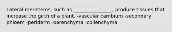 Lateral meristems, such as ________________, produce tissues that increase the girth of a plant. -vascular cambium -secondary phloem -periderm -parenchyma -collenchyma