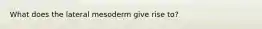 What does the lateral mesoderm give rise to?