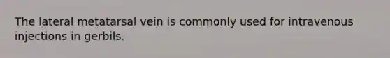 The lateral metatarsal vein is commonly used for intravenous injections in gerbils.