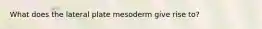 What does the lateral plate mesoderm give rise to?