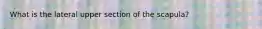 What is the lateral upper section of the scapula?