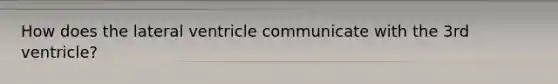 How does the lateral ventricle communicate with the 3rd ventricle?