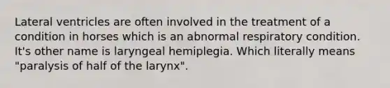 Lateral ventricles are often involved in the treatment of a condition in horses which is an abnormal respiratory condition. It's other name is laryngeal hemiplegia. Which literally means "paralysis of half of the larynx".