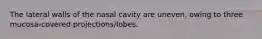 The lateral walls of the nasal cavity are uneven, owing to three mucosa-covered projections/lobes.
