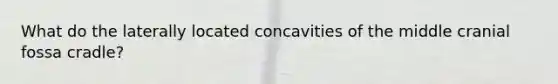 What do the laterally located concavities of the middle cranial fossa cradle?