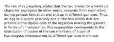 The law of segregation, states that the two alleles for a heritable character segregate (in other words, separate from each other) during gamete formation and end up in different gametes. Thus, an egg or a sperm gets only one of the two alleles that are present in the diploid cells of the organism making the gamete. In terms of chromosomes, this segregation corresponds to the distribution of copies of the two members of a pair of homologous chromosomes to different gametes in meiosis