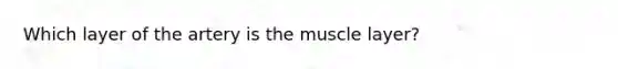 Which layer of the artery is the muscle layer?