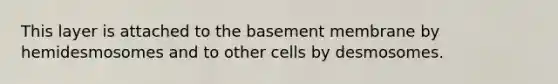 This layer is attached to the basement membrane by hemidesmosomes and to other cells by desmosomes.