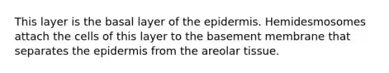 This layer is the basal layer of the epidermis. Hemidesmosomes attach the cells of this layer to the basement membrane that separates the epidermis from the areolar tissue.
