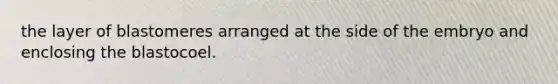 the layer of blastomeres arranged at the side of the embryo and enclosing the blastocoel.