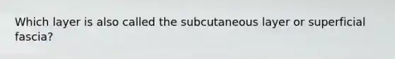 Which layer is also called the subcutaneous layer or superficial fascia?