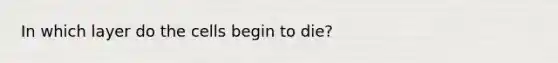 In which layer do the cells begin to die?