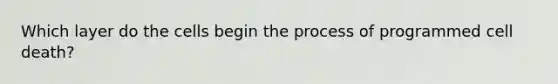 Which layer do the cells begin the process of programmed cell death?