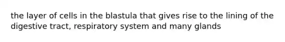 the layer of cells in the blastula that gives rise to the lining of the digestive tract, respiratory system and many glands