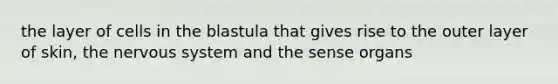 the layer of cells in the blastula that gives rise to the outer layer of skin, the nervous system and the sense organs