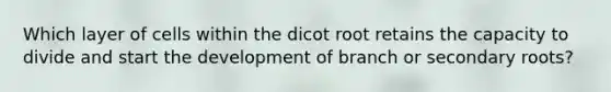 Which layer of cells within the dicot root retains the capacity to divide and start the development of branch or secondary roots?