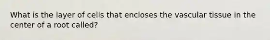 What is the layer of cells that encloses the vascular tissue in the center of a root called?