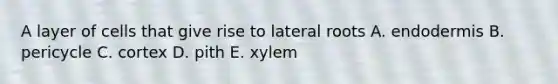 A layer of cells that give rise to lateral roots A. endodermis B. pericycle C. cortex D. pith E. xylem