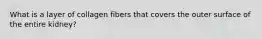 What is a layer of collagen fibers that covers the outer surface of the entire kidney?