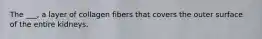 The ___, a layer of collagen fibers that covers the outer surface of the entire kidneys.