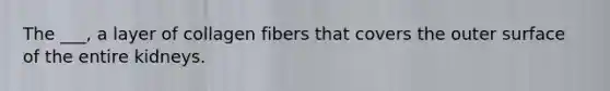 The ___, a layer of collagen fibers that covers the outer surface of the entire kidneys.